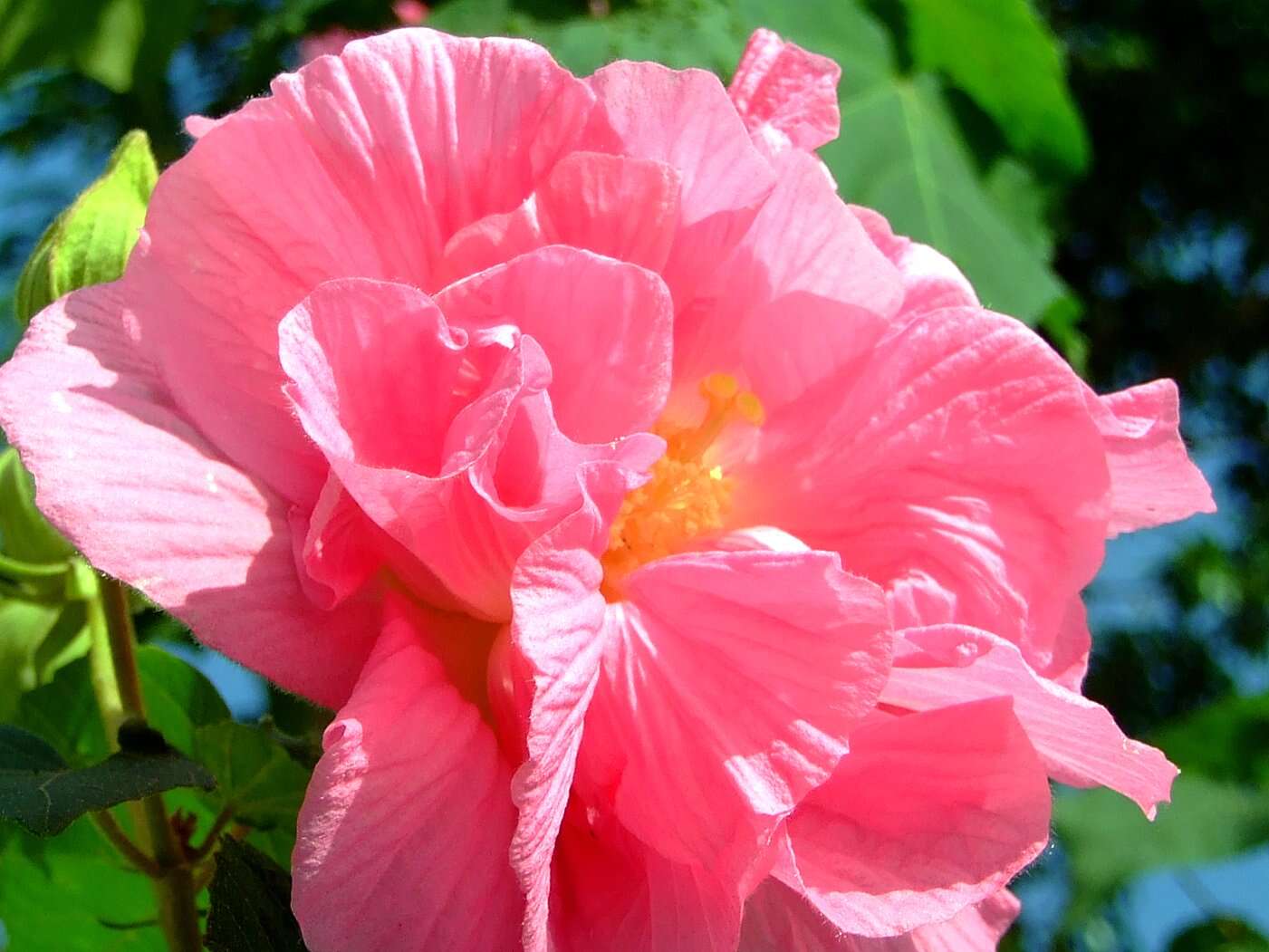 Image of hollyhock