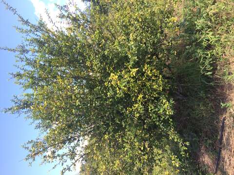 Image of Barbados cherry