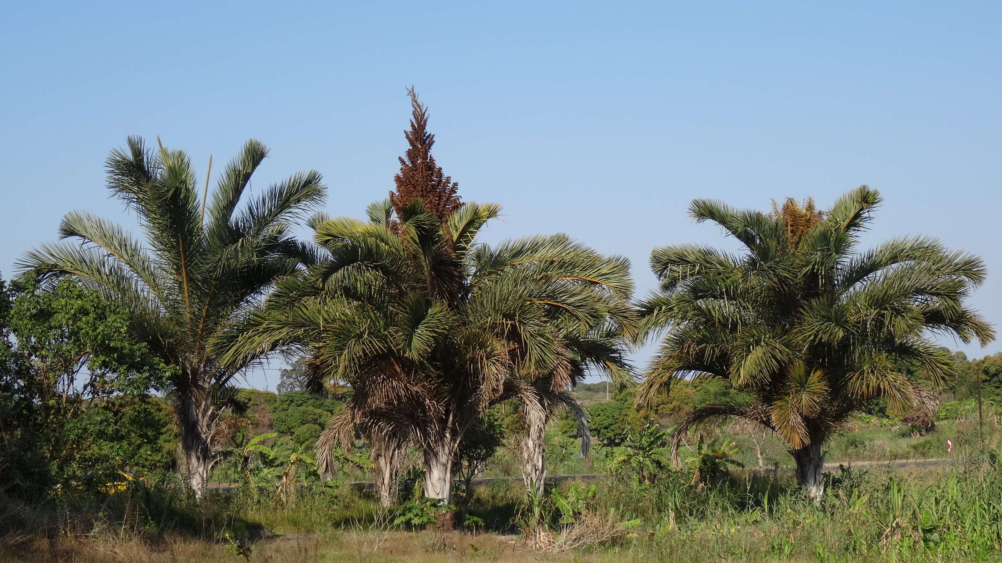 Image of raffia palm