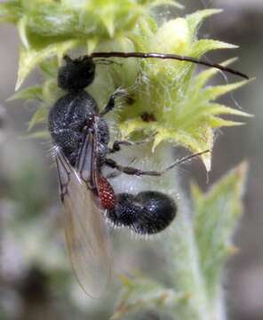 Plancia ëd Gynecaptera Skorikov 1935