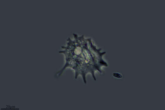 Image of Protist