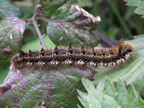 Слика од Euthrix potatoria Linnaeus 1758