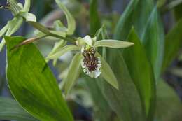 Image of coelogyne orchid