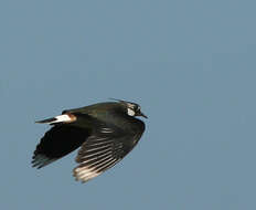 Image of Lapwing