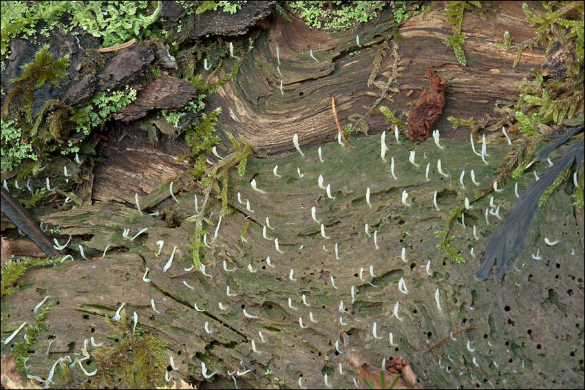 Image de Clavulinaceae