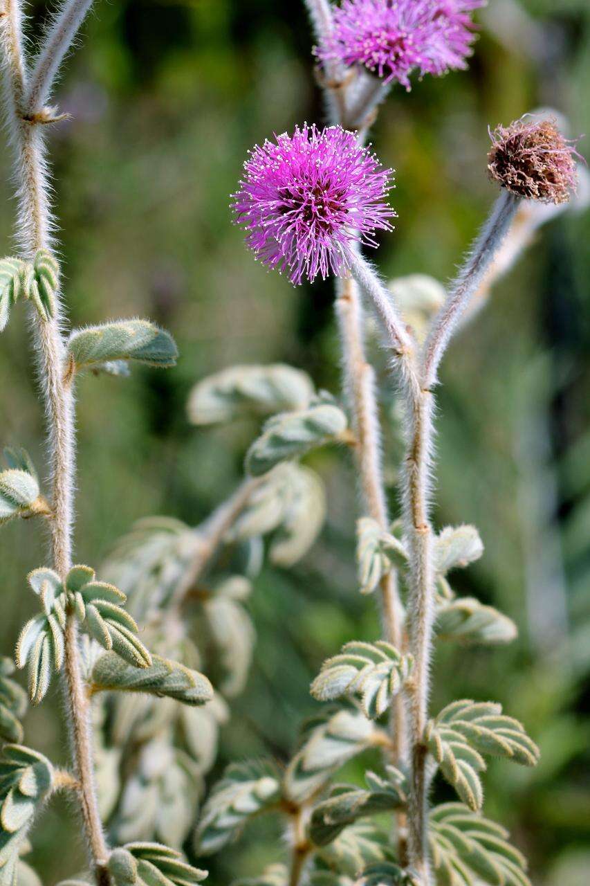 Image of Mimosa lanuginosa Burkart