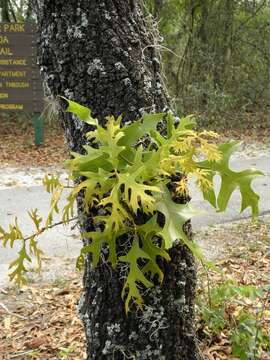 Image of Turkey Oak