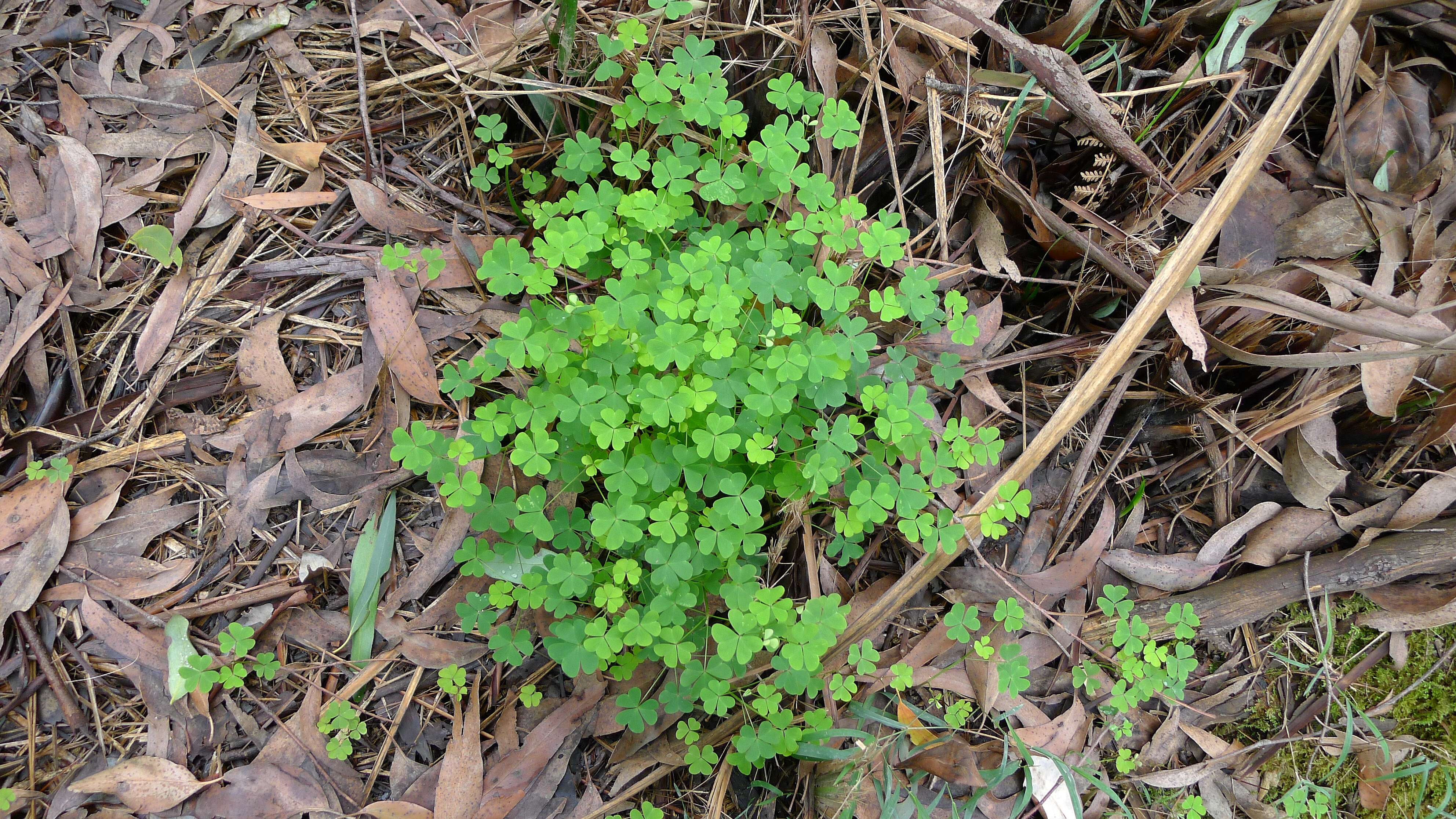 Image of crimson woodsorrel