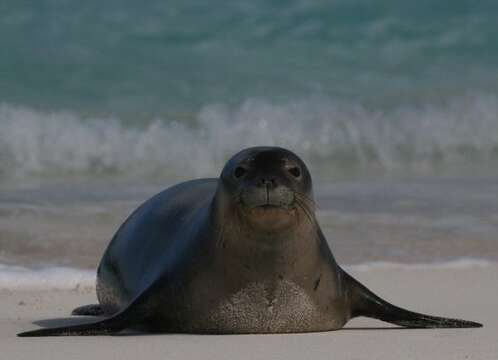 Image of Hawaiian Monk Seal