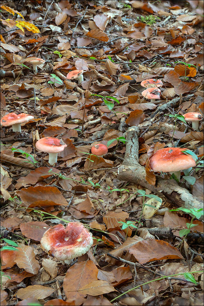 Sivun Russula silvestris (Singer) Reumaux 1996 kuva