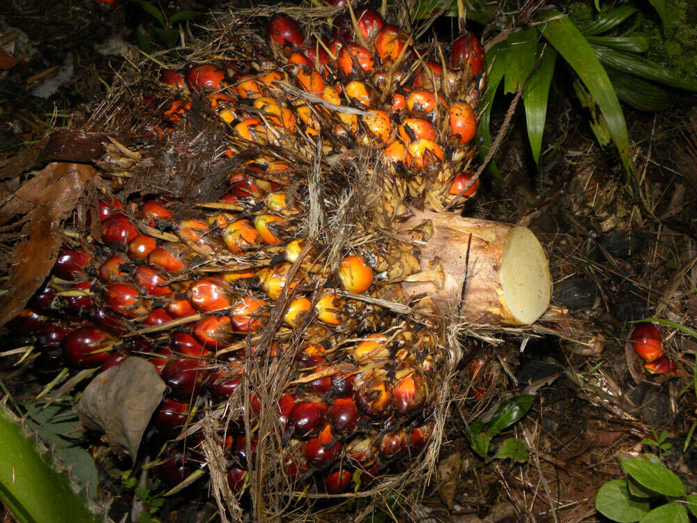 Image of oil palm