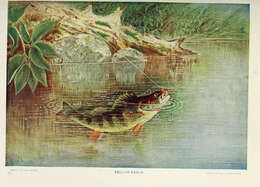 Image of perch