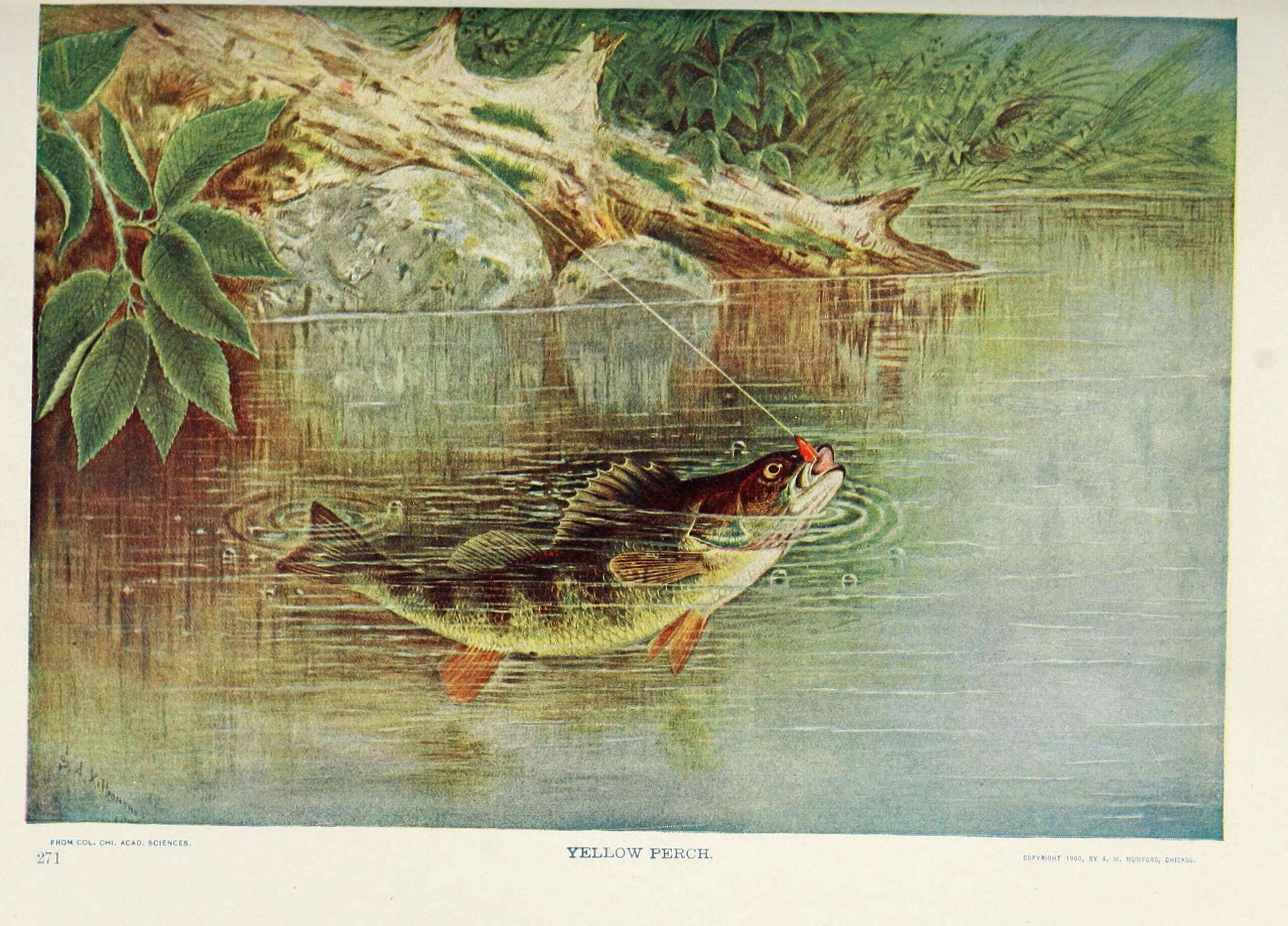 Image of Yellow Perch