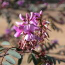 Image of Australian indigo