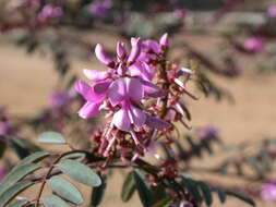 Слика од Indigofera australis Willd.