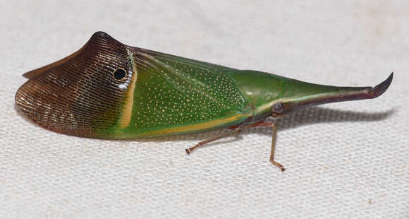 Image of Odontoptera