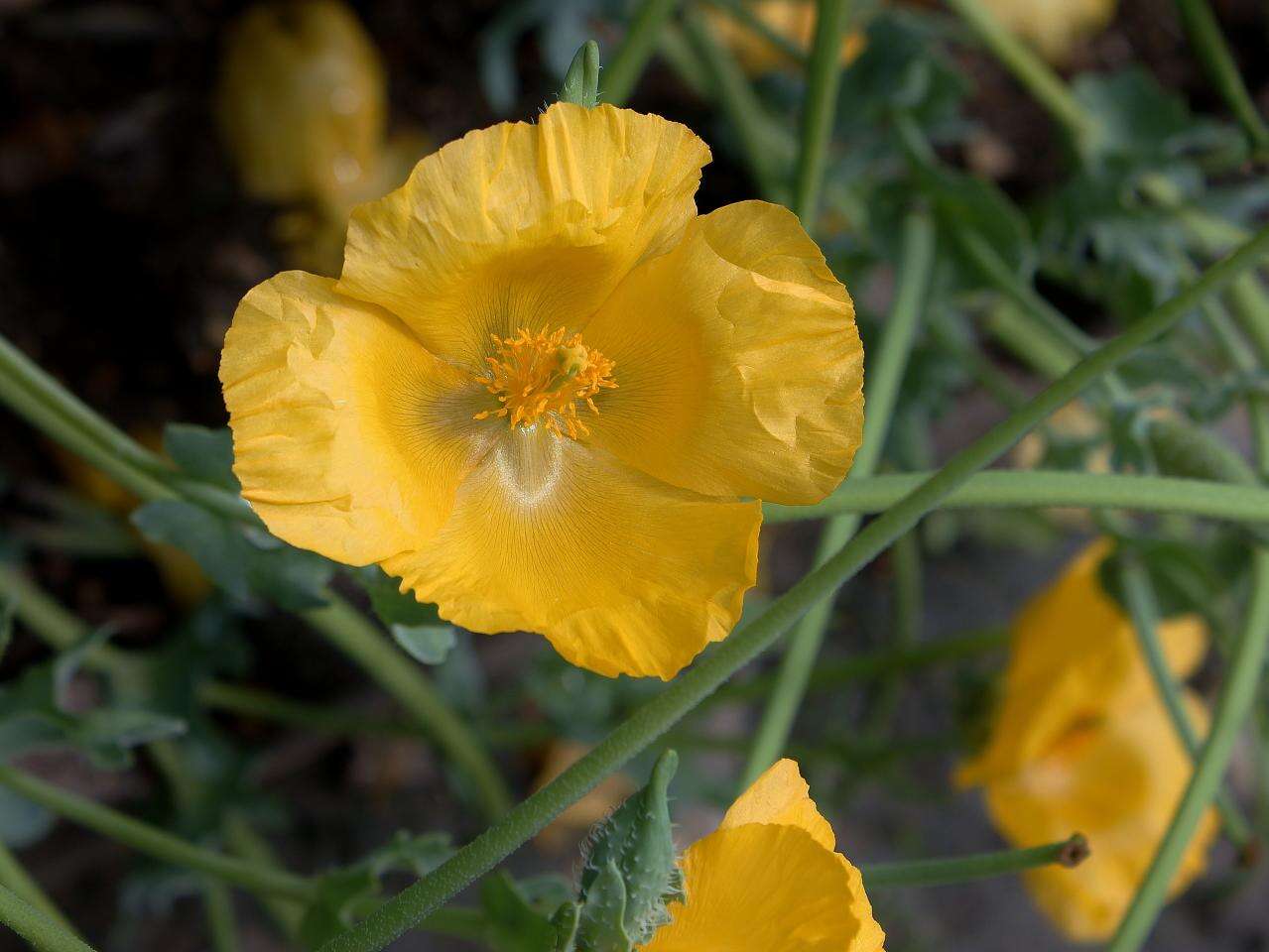 Image of hornpoppy