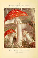 Image of Amanita