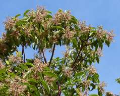 Image of madrone