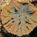 Sivun Pectinia paeonia (Dana 1846) kuva