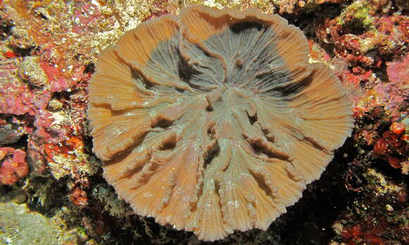 Image of Palm Lettuce Coral