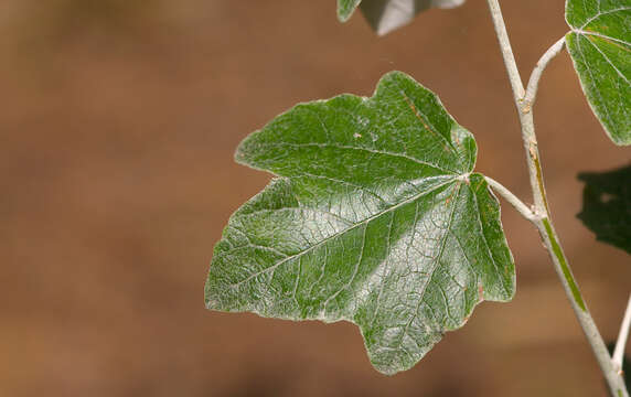 Image of White Poplar