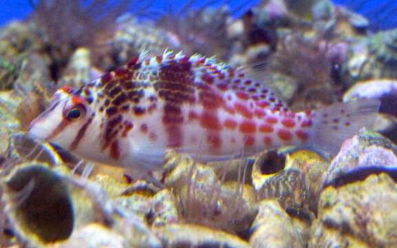 Image of Coral Hawkfish