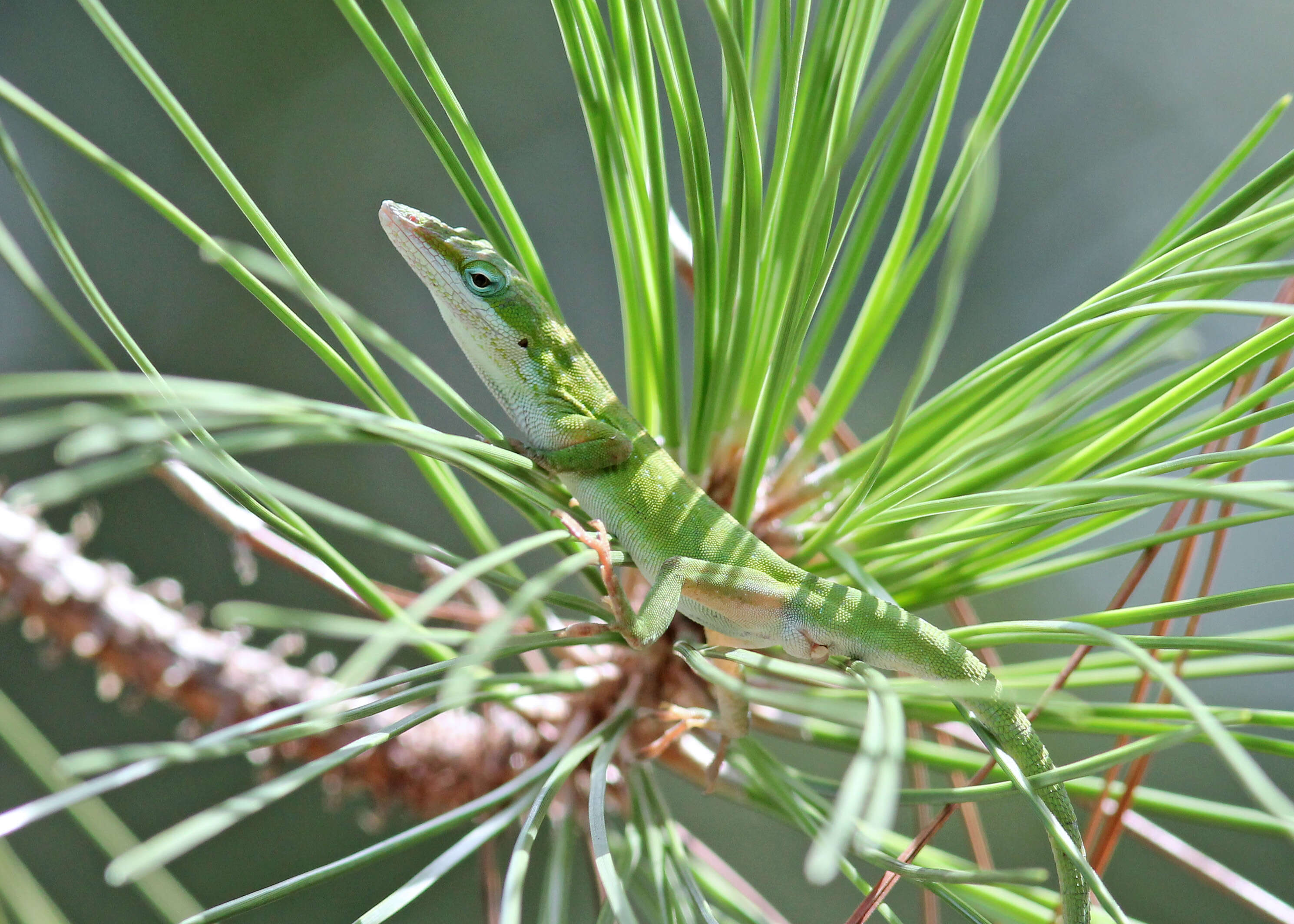 Image of Dactyloidae