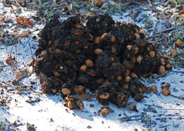 Image of Florida Black Bear.