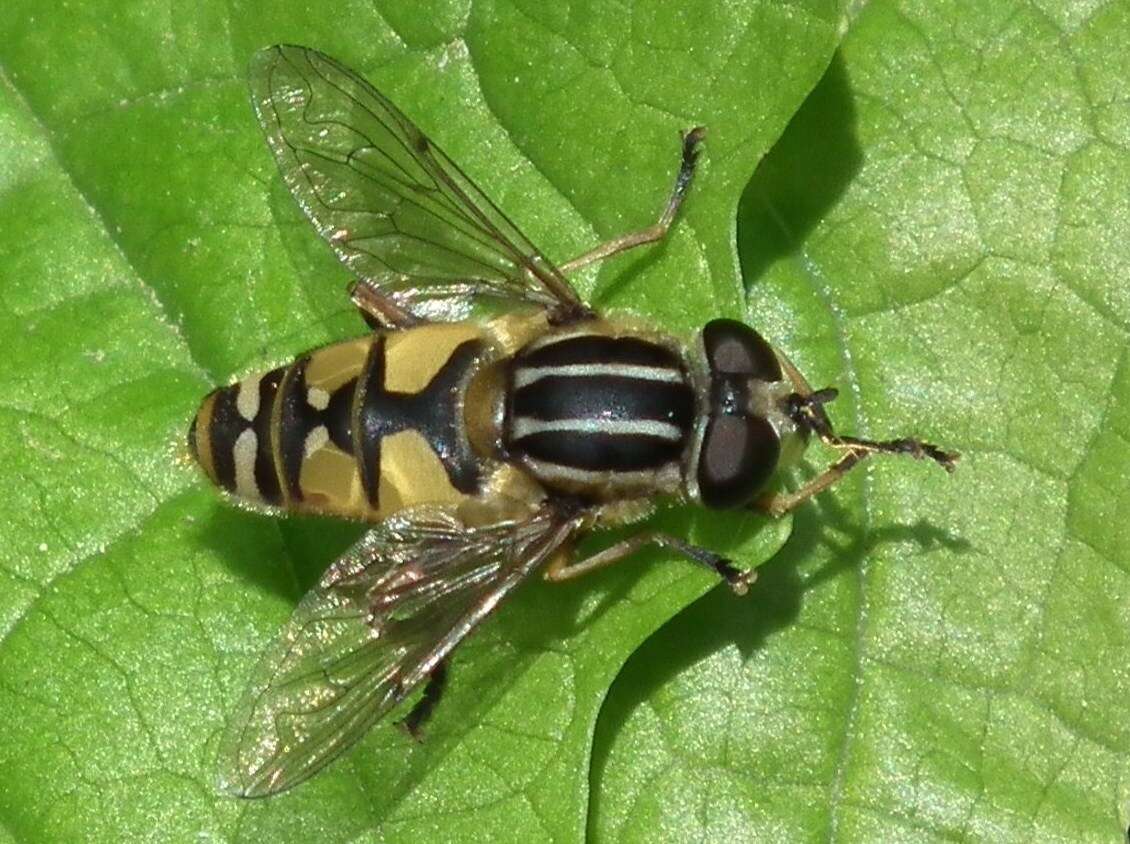 Image of Diptera