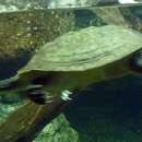 Image of Giant Snake-necked Turtle