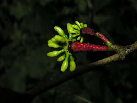 Image of Desmopsis verrucipes Chatrou, G. E. Schatz & N. Zamora