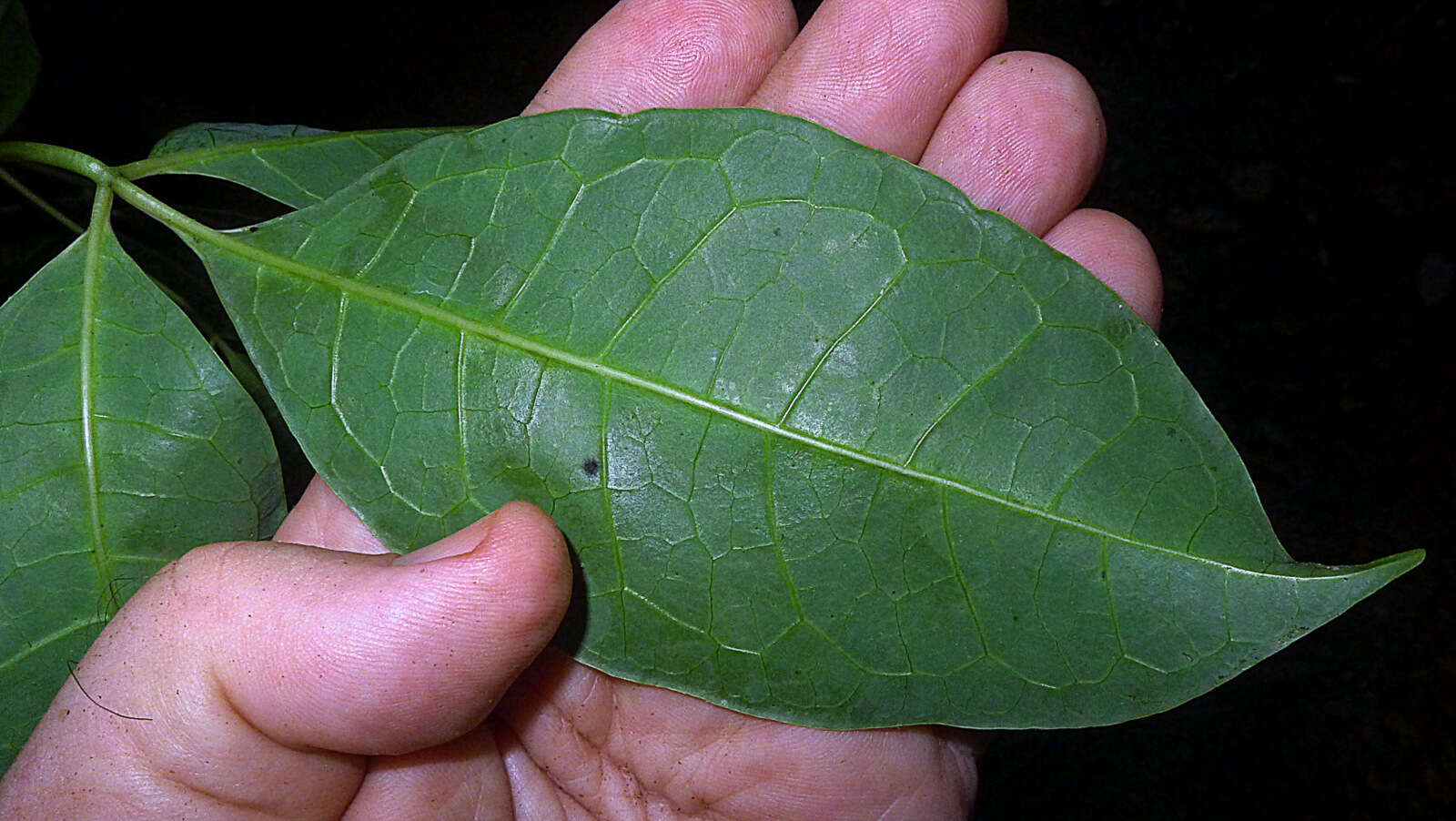 Image of Jacaratia