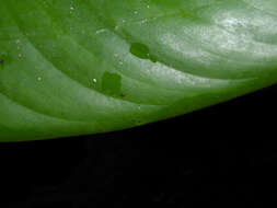 Image of Dieffenbachia concinna Croat & Grayum