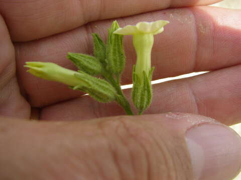 Image of desert tobacco,