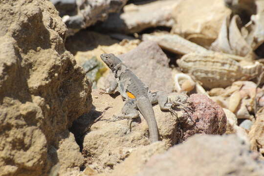 Image of Peru Pacific Iguana