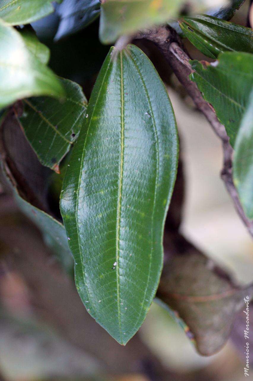 Miconia ferruginata DC.的圖片