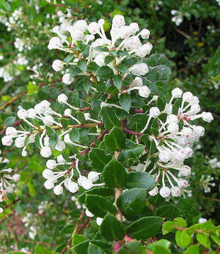 Image of Gaultheria insana (Molina) D. J. Middleton