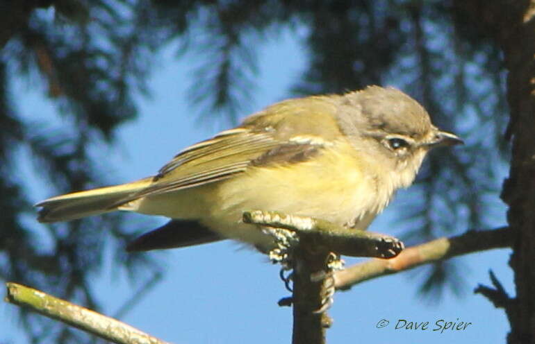 Image of Vireo Vieillot 1808