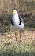 Image of Masked Lapwing