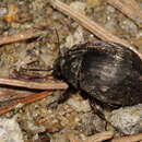 Image of Byrrhus glabratus