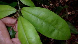 Image of Gymnanthes glabrata (Mart.) Govaerts