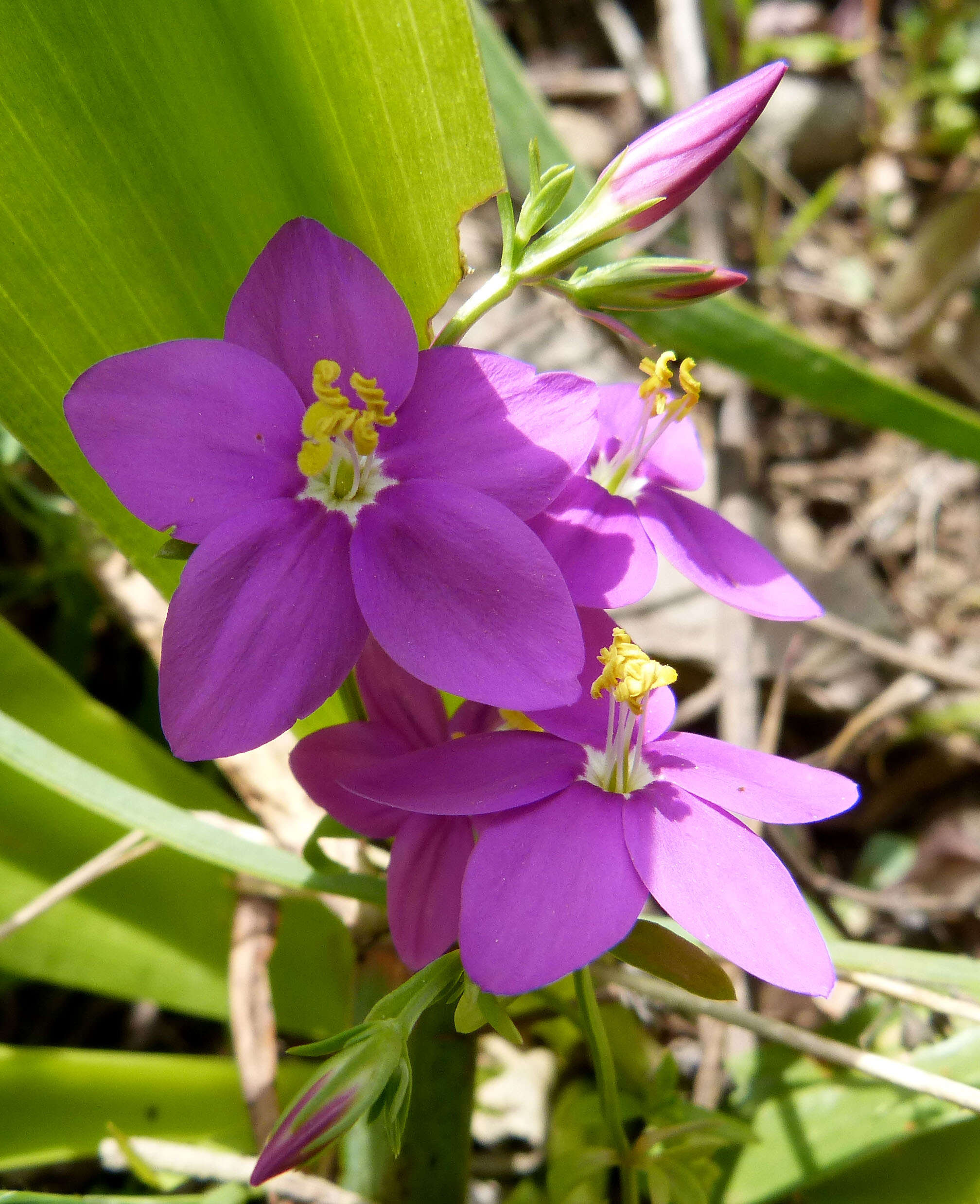 Image of Centaury