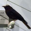 Image of Capped Conebill