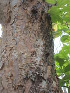 Image of gumbo limbo