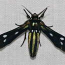 Image of Calonotos aequimaculatus Zerny 1931