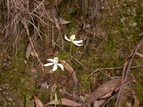 Image of Brown caps