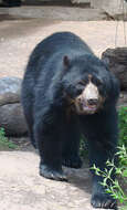 Image of Andean Bears
