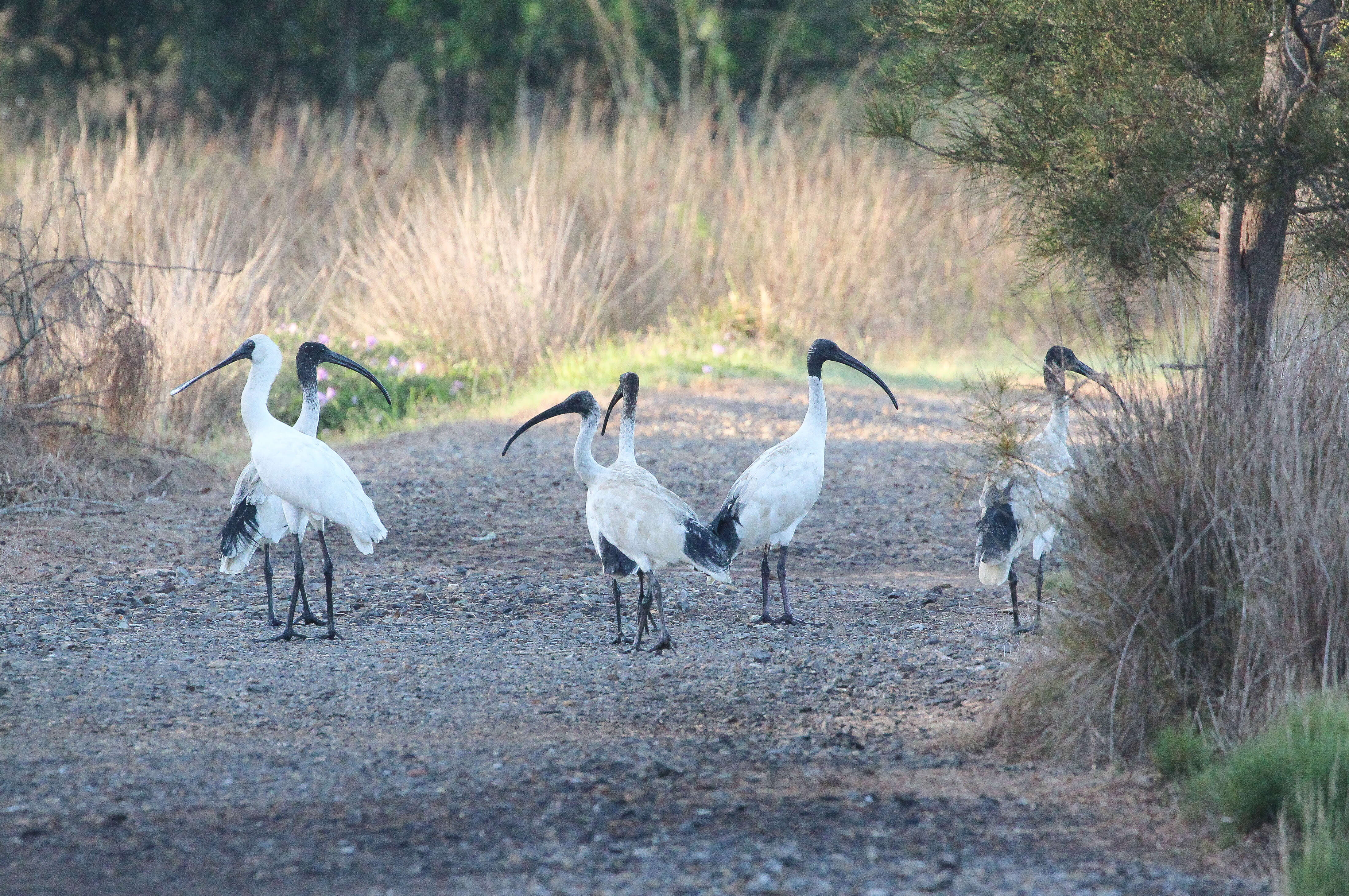 Image of Platalea Linnaeus 1758