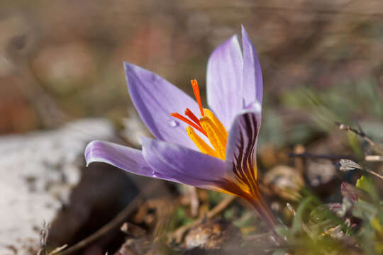 Image of Cloth-Of-Gold Crocus